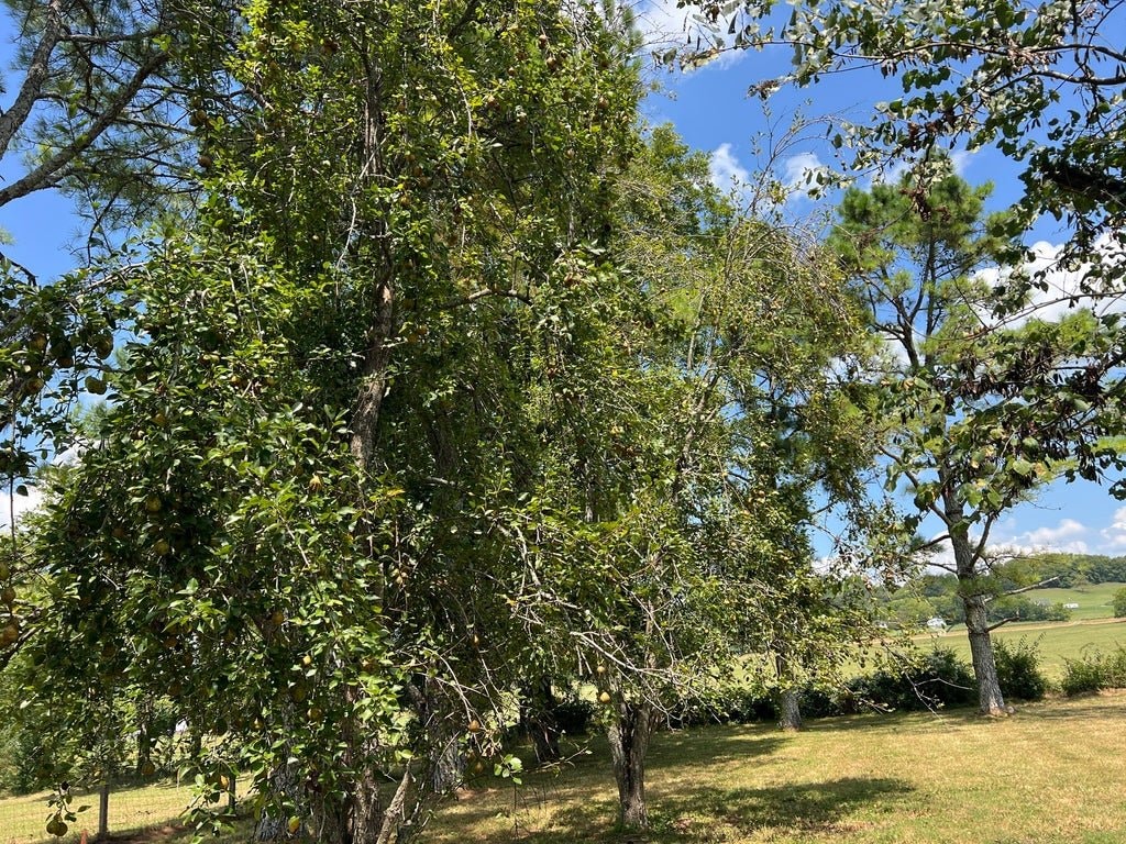 Mature trees on the 5718 Carters Creek Pike property in Thompson's Station